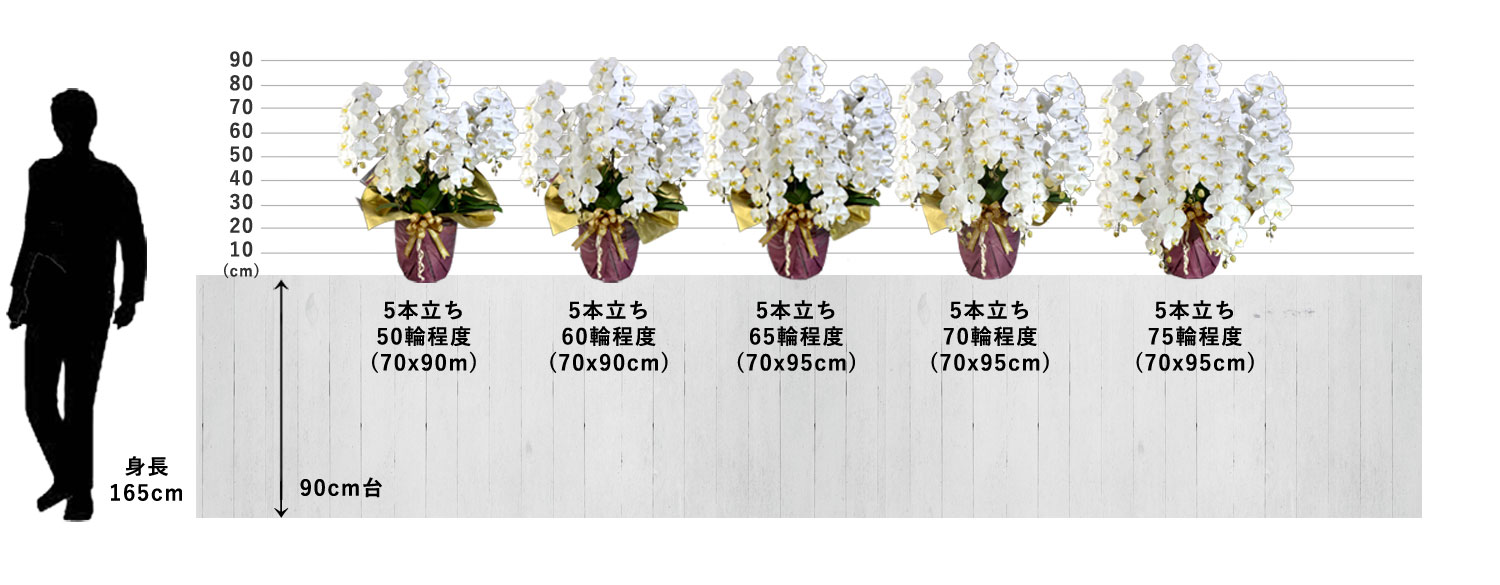 5本立ち50輪程度の胡蝶蘭 - 胡蝶蘭の通販なら花心の胡蝶蘭