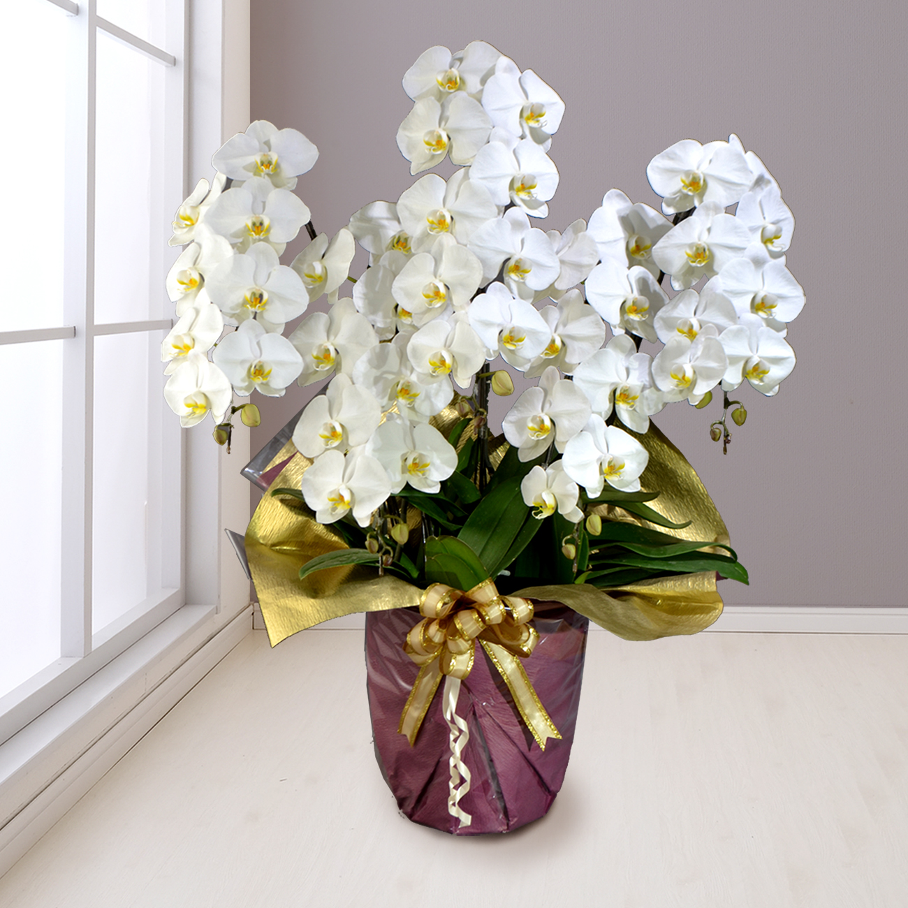 胡蝶蘭 生花 5本立て ５本立ち50輪程度の胡蝶蘭