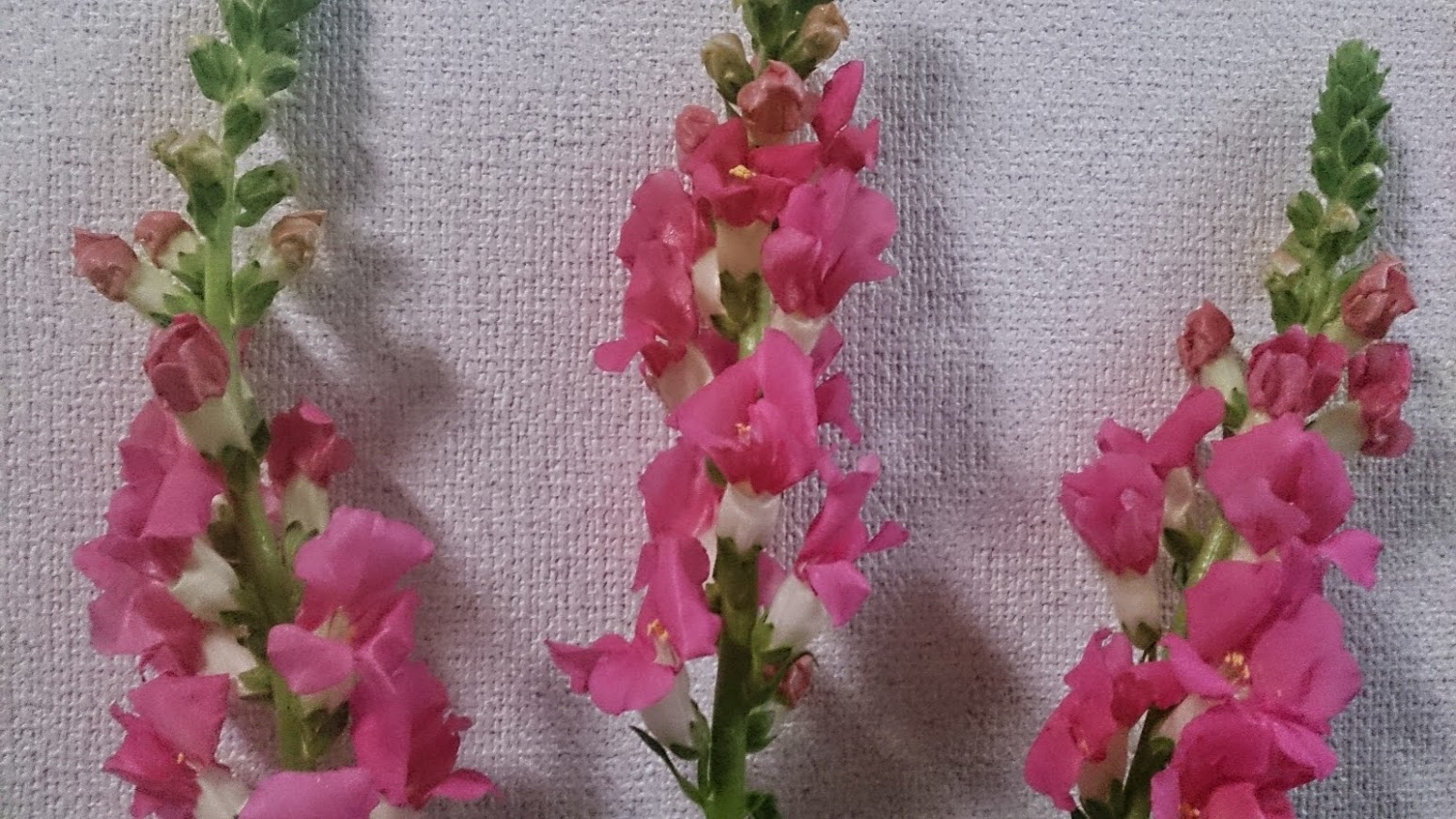 スナップドラゴンの心 東京 吉祥寺のフラワーセラピーを取り入れたお花屋さん Heartfelt Flowers 花心