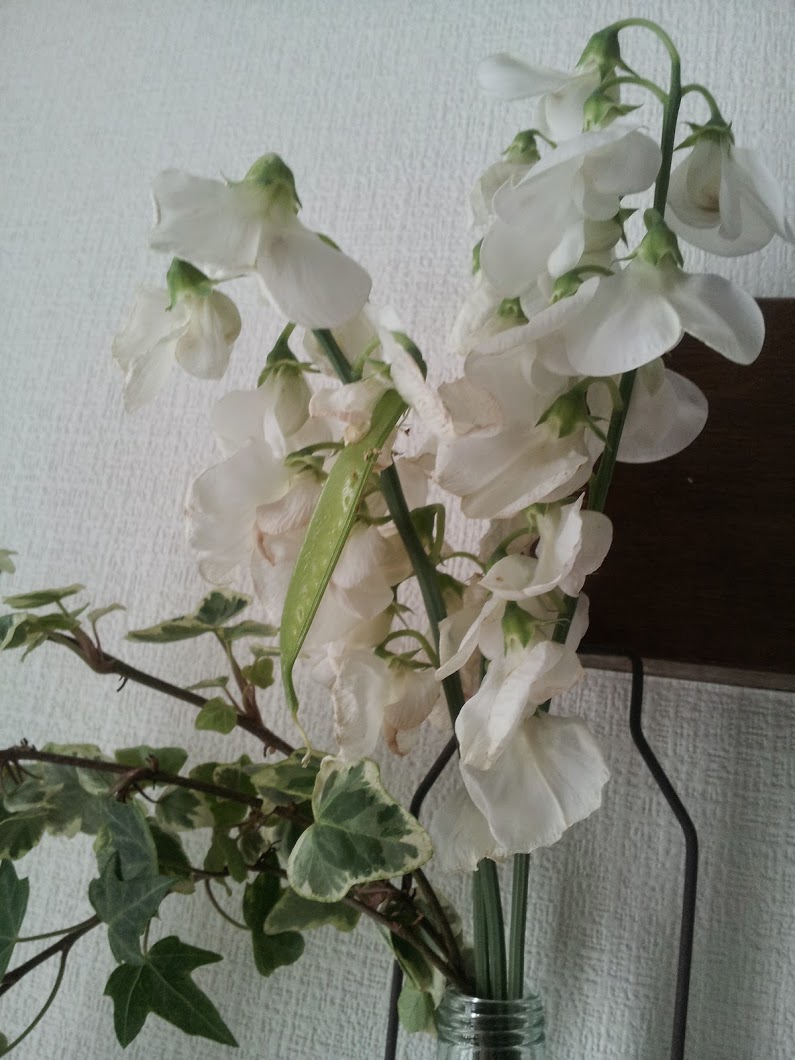 白いスイートピー 東京 吉祥寺のフラワーセラピーを取り入れたお花屋さん Heartfelt Flowers 花心