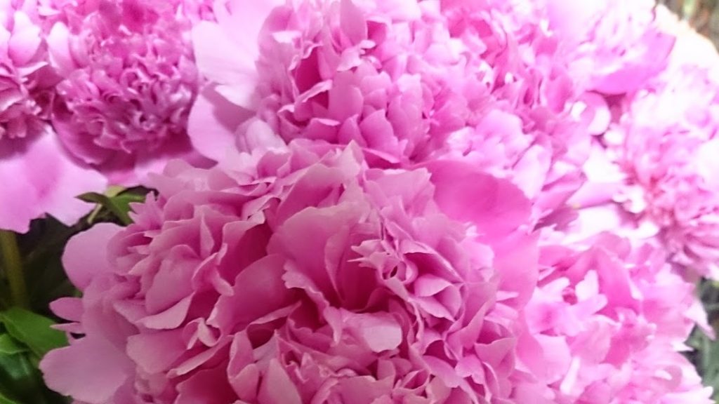 きれいに咲いたピンクの芍薬