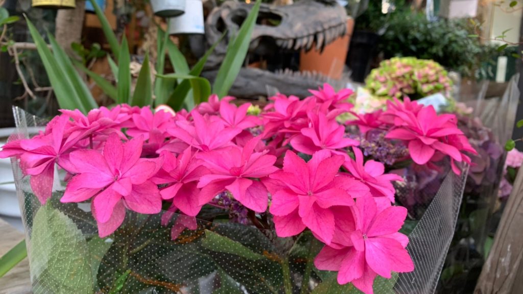 紫陽花の切り花を長持ちさせる水揚げ方法とは プロの花屋が徹底解説 東京 吉祥寺のフラワーセラピーを取り入れたお花屋さん Heartfelt Flowers 花心