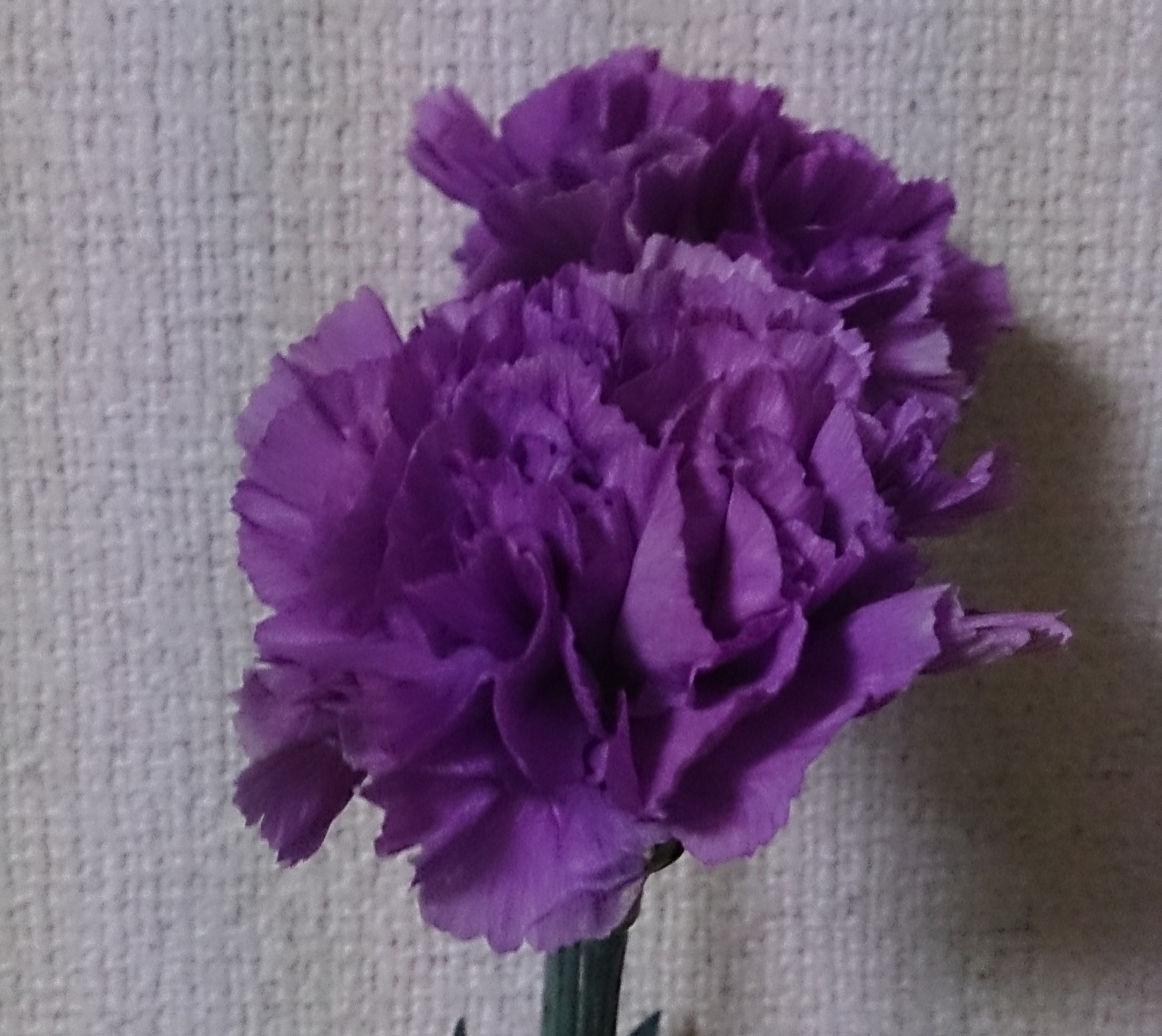 花屋の裏側お見せします レインボーローズの作り方とお値段の秘密 東京 吉祥寺のフラワーセラピーを取り入れたお花屋さん Heartfelt Flowers 花心