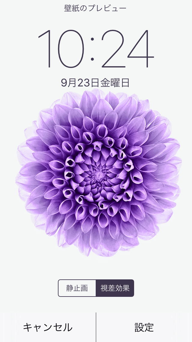 気になっていた方必見 Iphoneの壁紙のダリアについて語ります 東京 吉祥寺のフラワーセラピーを取り入れたお花屋さん Heartfelt Flowers 花心
