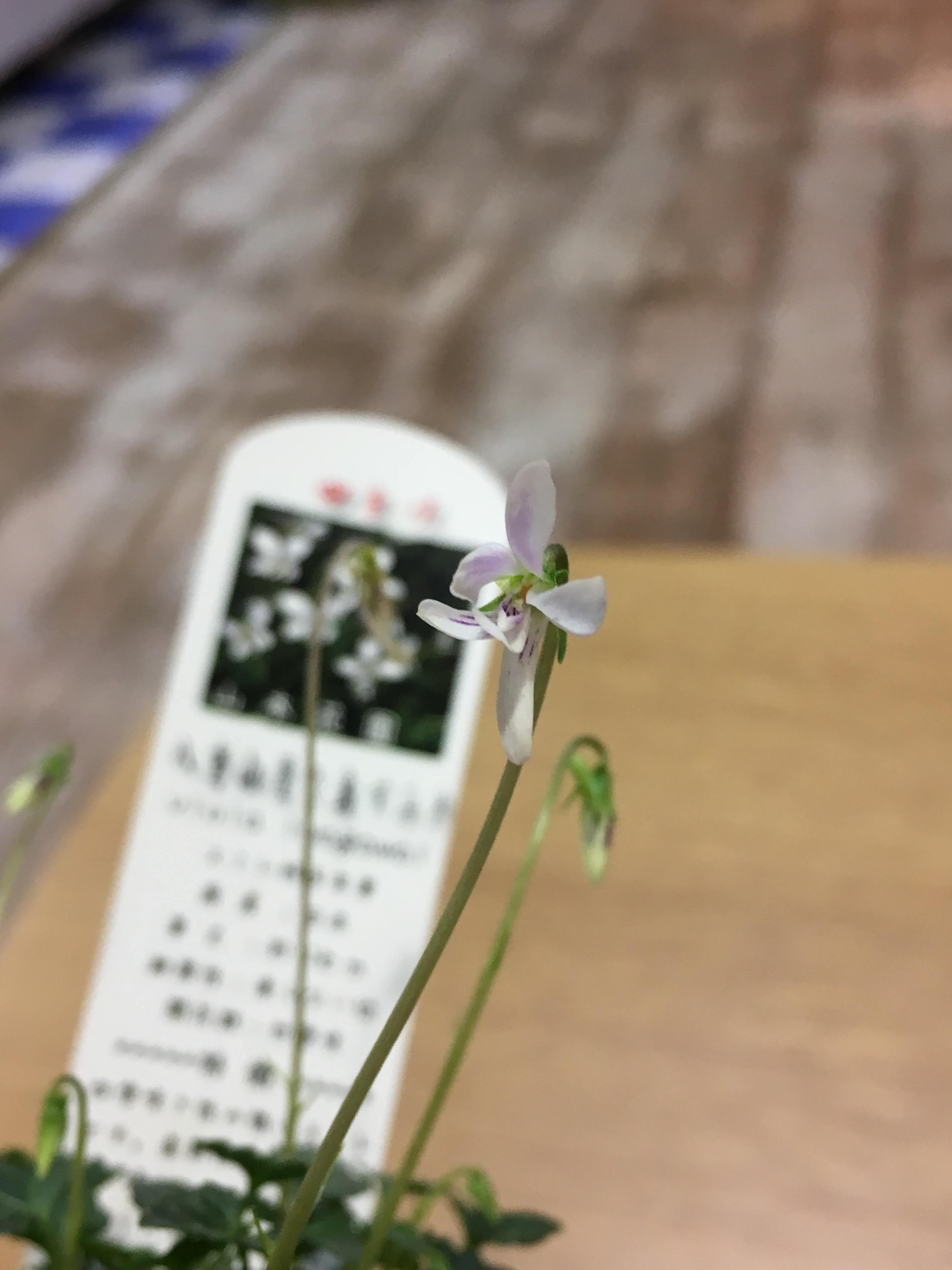 ビオラ パンジー スミレの違いってなに 冬にお勧めの花 W 東京 吉祥寺のフラワーセラピーを取り入れたお花屋さん Heartfelt Flowers 花心