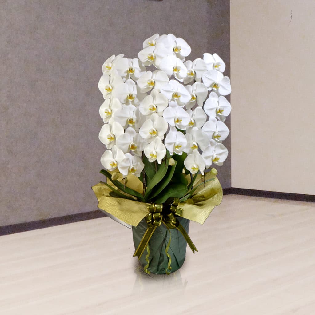 お祝いに贈る 胡蝶蘭の相場 をシーン別に解説していきます 東京 吉祥寺のフラワーセラピーを取り入れたお花屋さん Heartfelt Flowers 花心