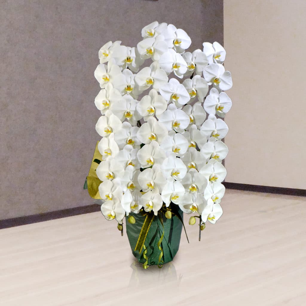 お祝いに贈る 胡蝶蘭の相場 をシーン別に解説していきます 東京 吉祥寺のフラワーセラピーを取り入れたお花屋さん Heartfelt Flowers 花心