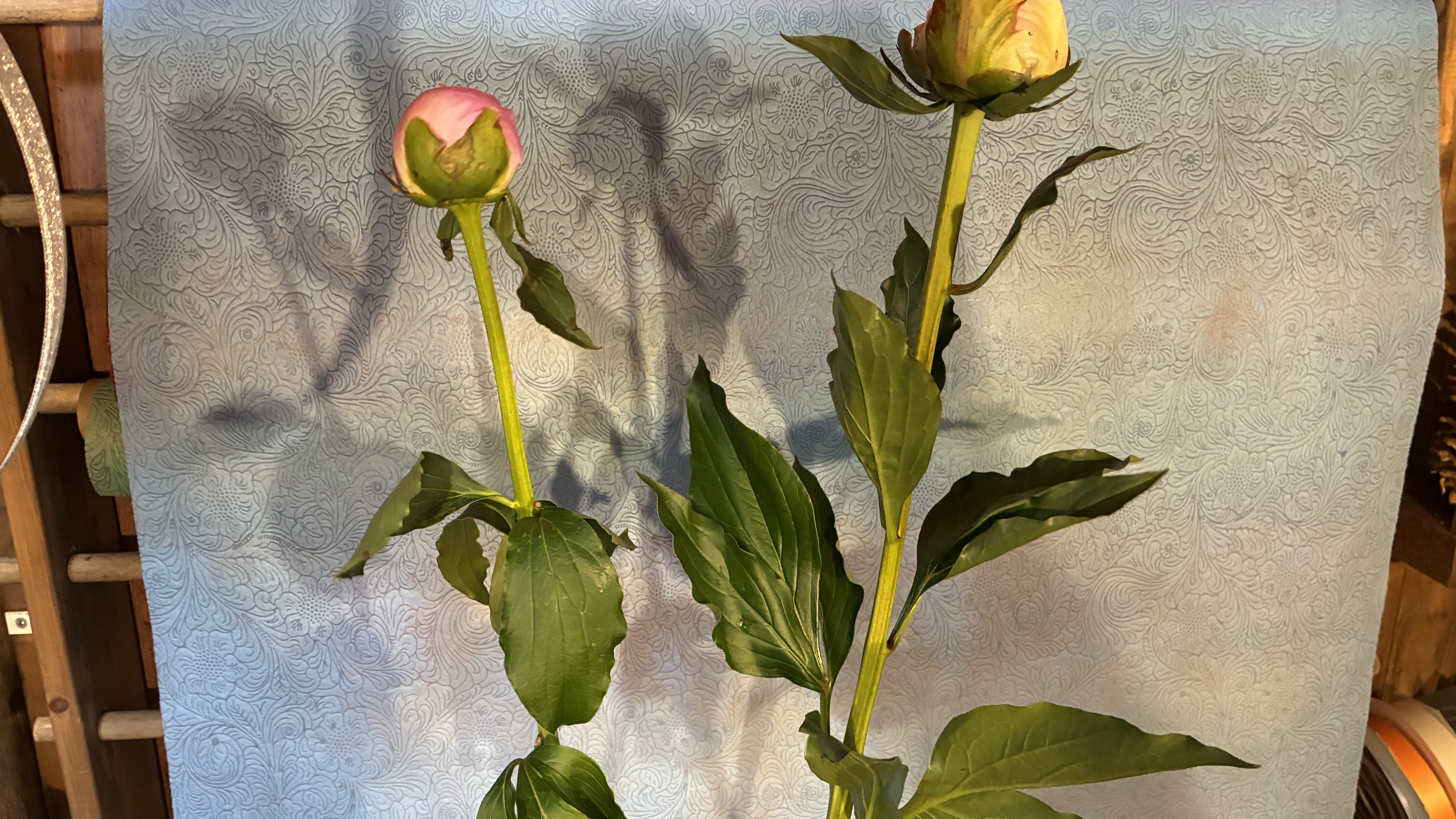 葉の元気さに差がある芍薬の比較写真