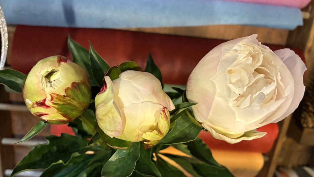 芍薬のつぼみから開花までの比較写真